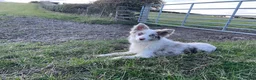 Border Collie dogs for sale: 6 Beautiful Red Merle puppies  - Advert 40