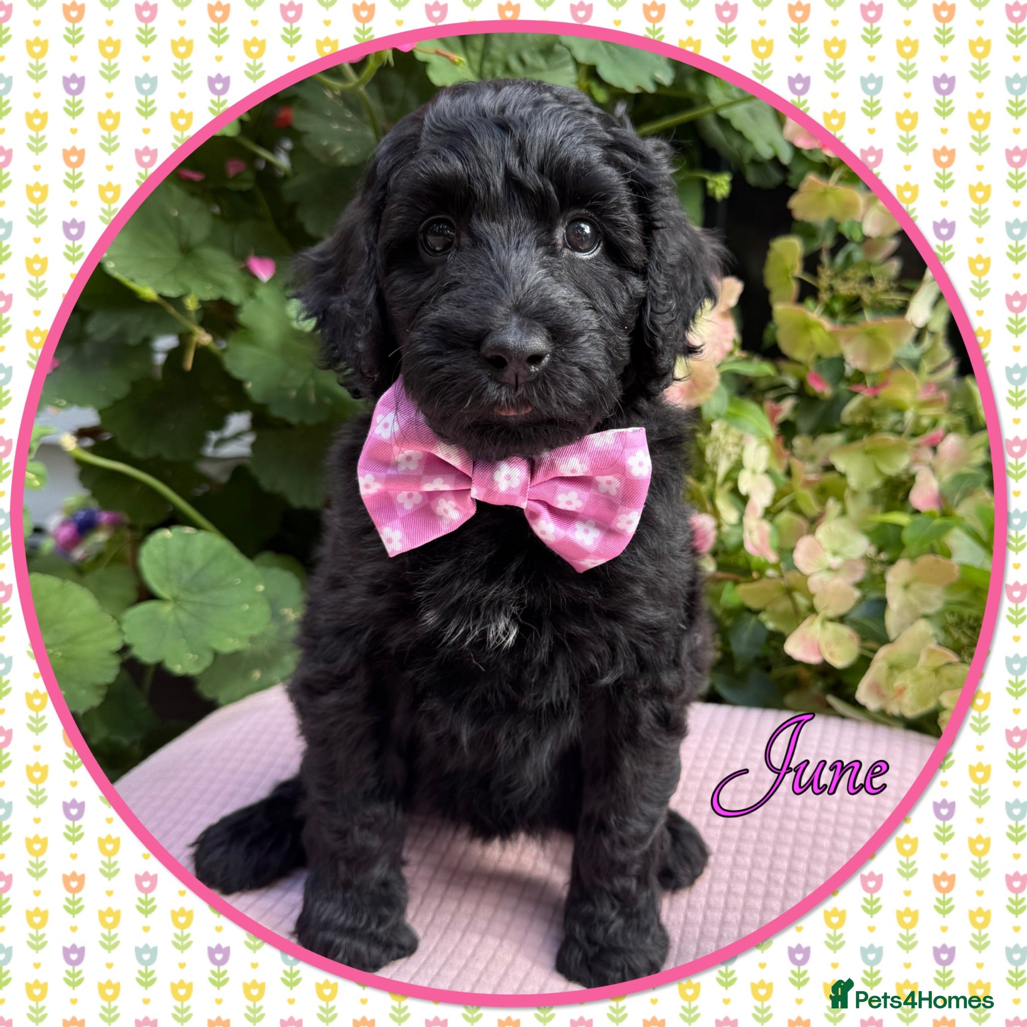 Labradoodle dogs 🌈CAN STAY FOR UPCOMING HOLS🌈OUTSTANDING PUPS🌈 - Advert 2