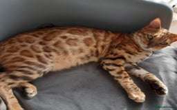 Bengal cats for sale: Stunning Bengal Pedigree female cat - Image 1