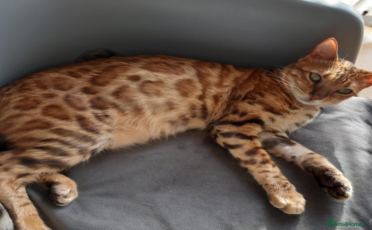 Bengal cats - Advert 3