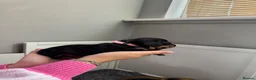 Miniature Dachshund dogs for sale: Beautiful Miniature Dachshund Puppies - Advert 12
