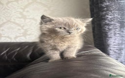 British Shorthair cats for sale: British shorthair kittens - Image 6