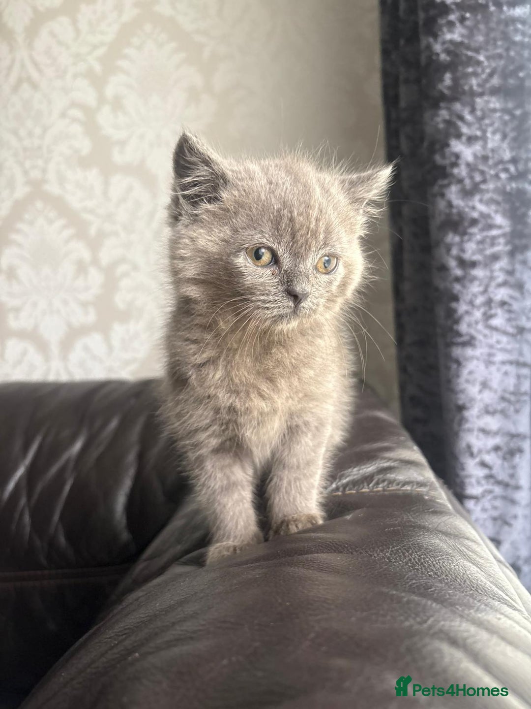 British Shorthair cats for sale: British shorthair kittens - Image 6