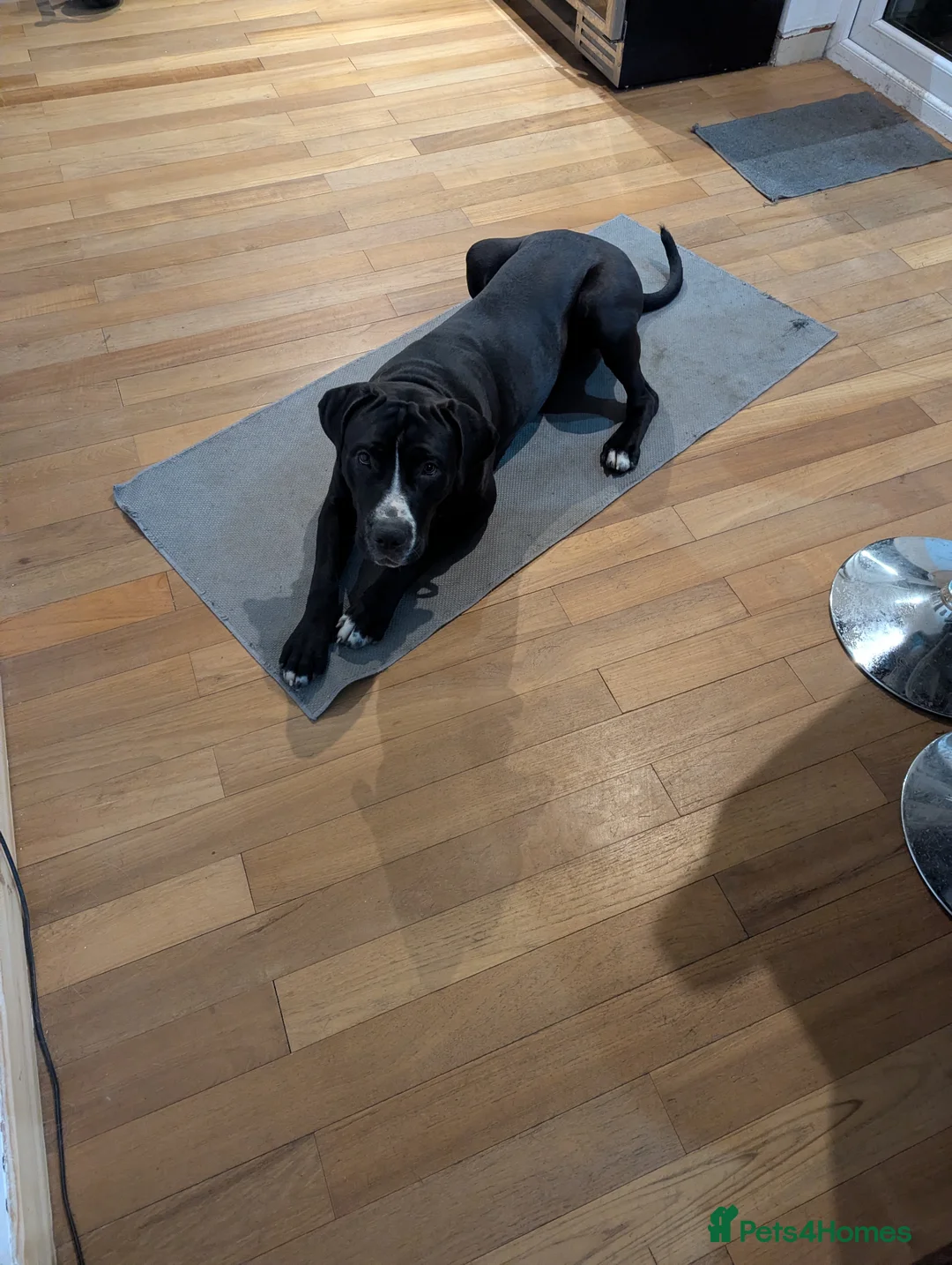 Mixed Breed dogs for sale: Great Dane cross  - Advert 3