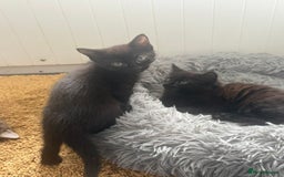 British Shorthair cats for sale: Black girl kitten - Image 1