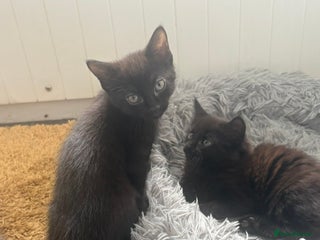 British Shorthair cats - Advert 4