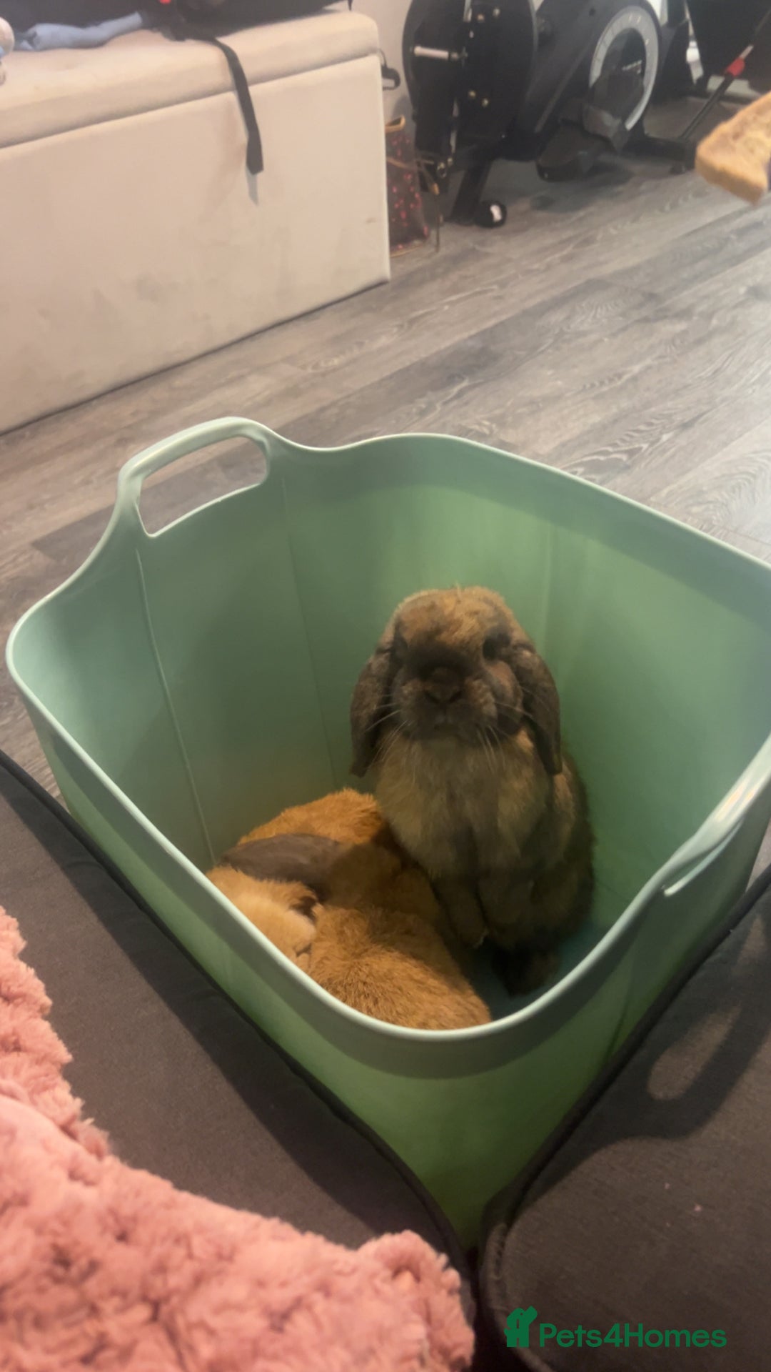 Mini Lop rabbits for sale: Mini lops for a rehome  - Advert 2