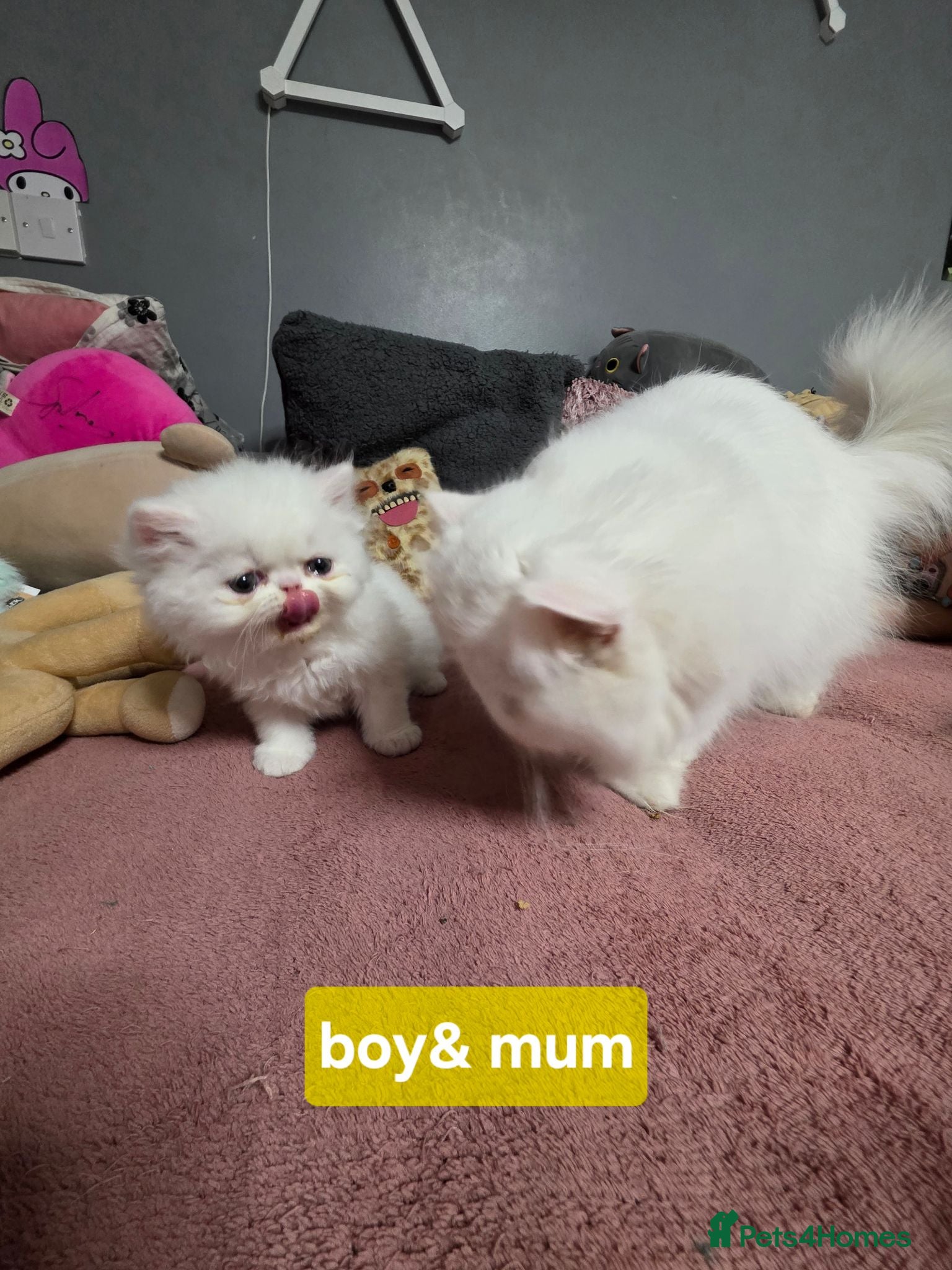 Persian cats PERSIAN  **  KITTENS LOOKING FOR NEW HOMES  - Advert 2