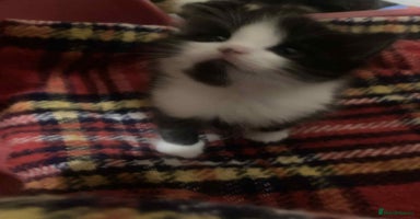 Mixed Breed cats 1 beautiful girl kitten - Advert 1