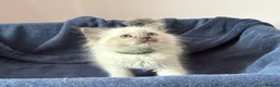 Ragdoll cats for sale: RAGDOLL kittens 3xBOYS, 3xGIRLS - Advert 21