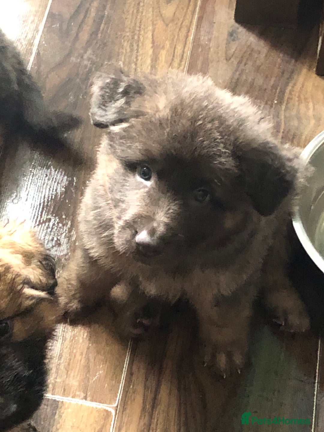 German Shepherd dogs for sale: Blue German Shepherd  - Image 30