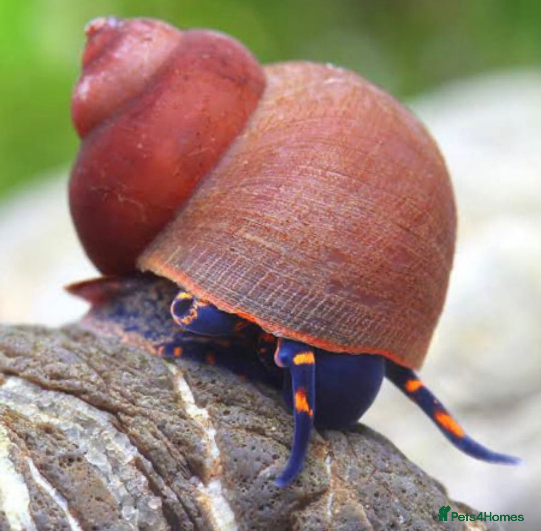 Snails invertebrates for sale: Aquatic blueberry snails - Image 2