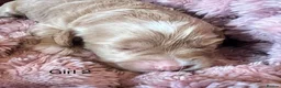 Cockapoo dogs for sale: Gorgeous curly fluffy cockapoo puppies  - Advert 25