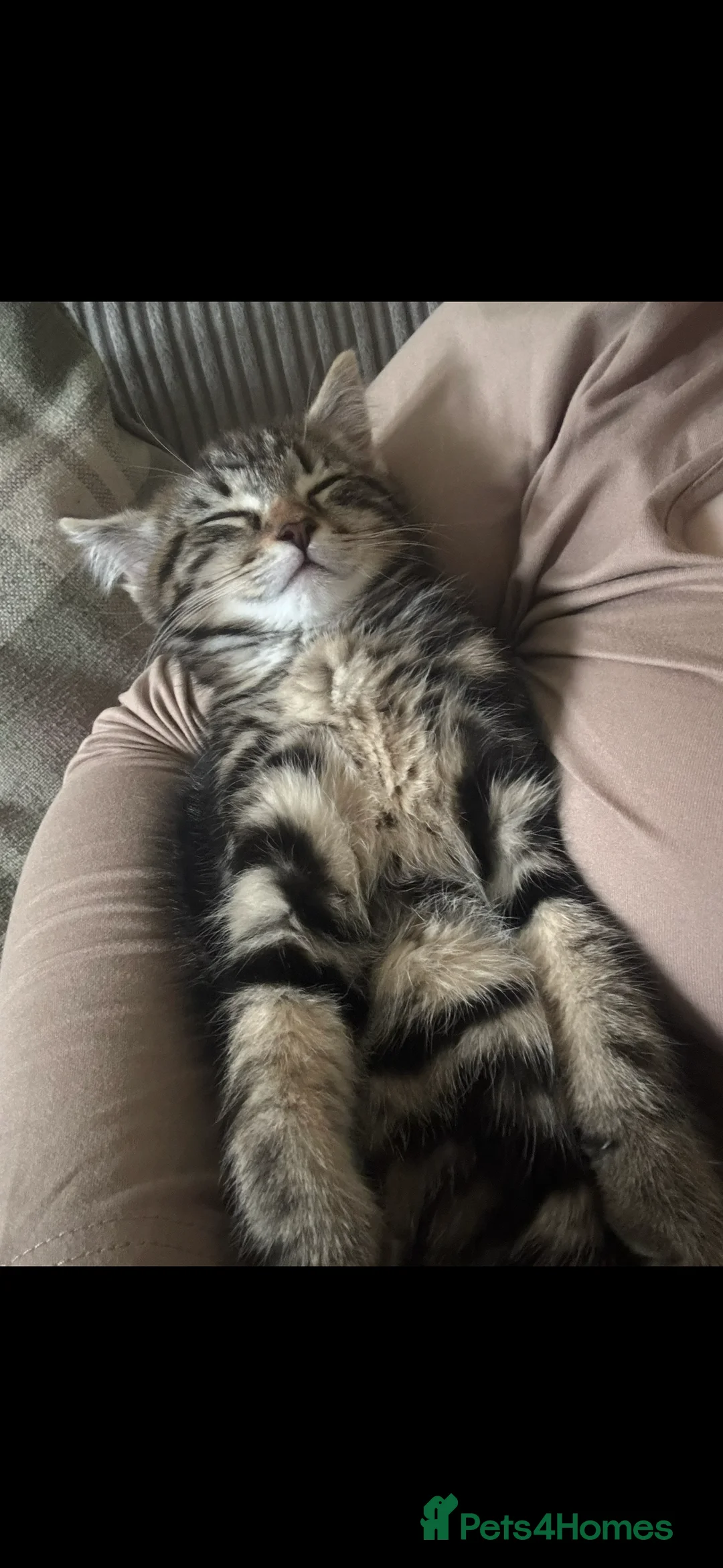 Mixed Breed cats for sale: Gorgeous 5 month old kitten in Kettering - Advert 2