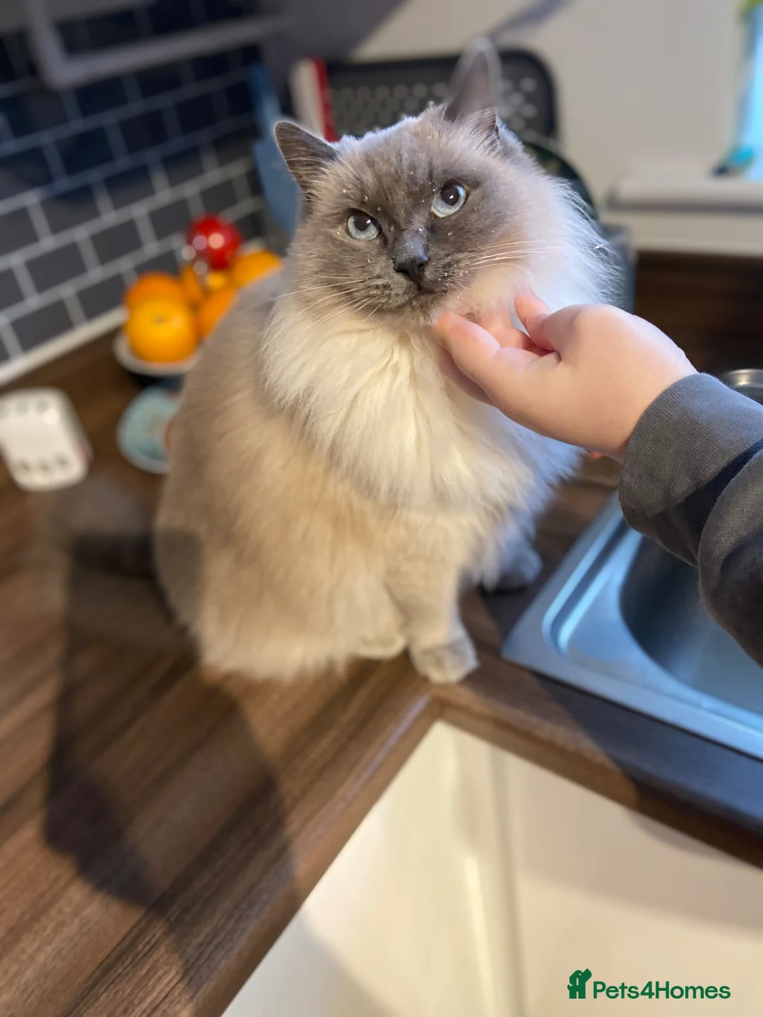 Ragdoll cats for sale: Adult ragdoll clapping cat in Worcester - Advert 1