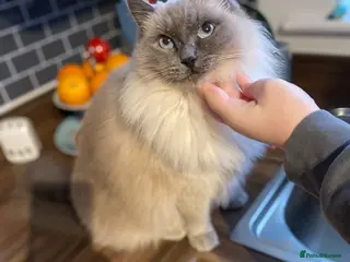 Ragdoll cats Adult ragdoll clapping cat - Advert 15