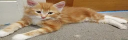 Maine Coon cats for sale: 5 x Maine Coon X kittens  - Advert 8