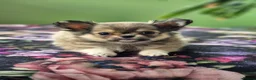 Chihuahua dogs for sale: Amazing Tiny Longcoat Chihuahua Puppies - Advert 15