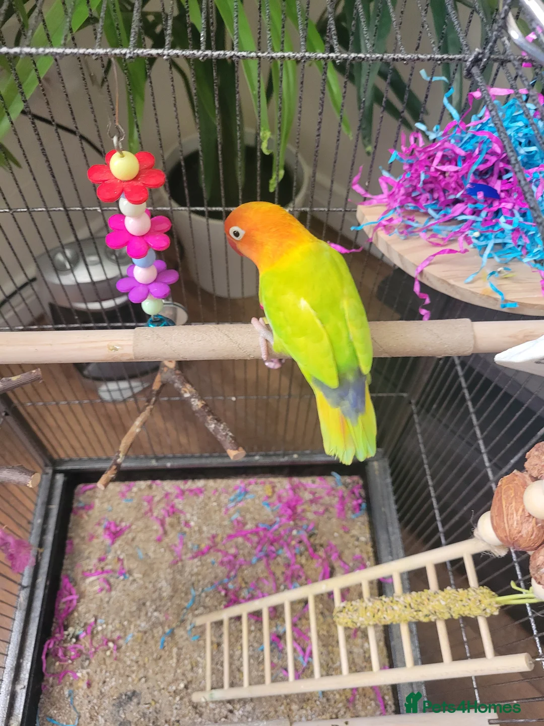 Lovebirds birds for sale: Lovebird and cage  in Burnley - Advert 2