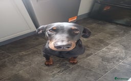 Mixed Breed dogs for sale: Doberman  - Image 2