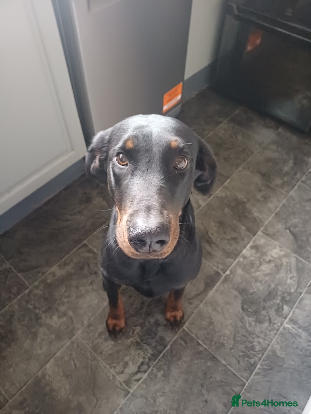 Mixed Breed dogs for sale: Doberman  - Image 2