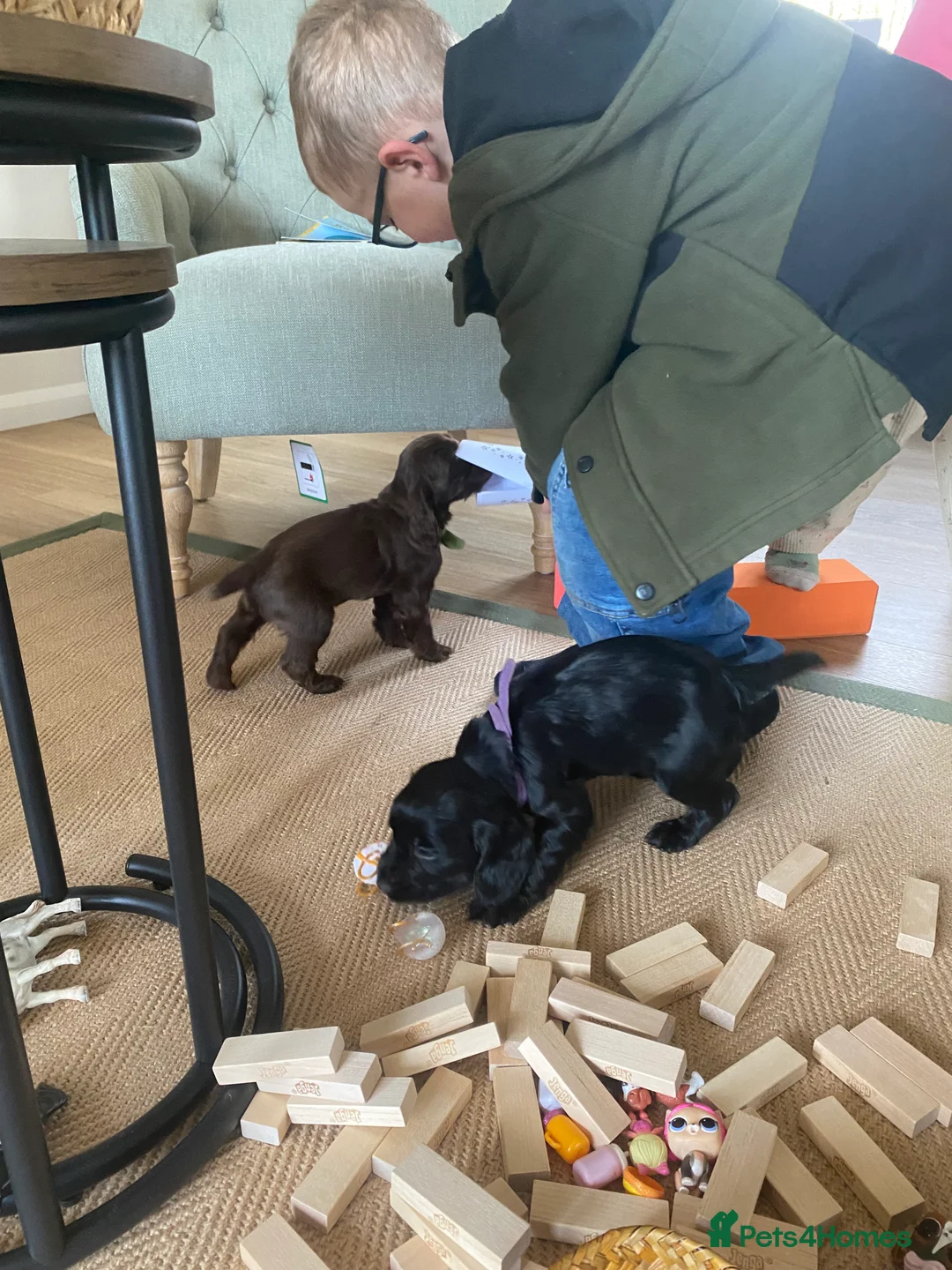 Cocker Spaniel dogs for sale: Gorgeous chocolate boys!  - Advert 3