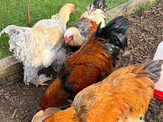 Chickens poultry - Advert 21