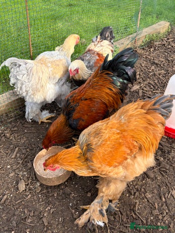 Chickens poultry - Advert 21