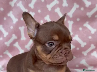 French Bulldog dogs 🔥PRICE DROP-READY TO GO🔥 - Advert 9