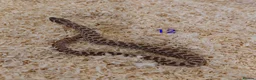 Snake reptiles for sale: CB25 Hognose Snakes, Ready Now, Albino, Conda - Advert 13