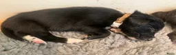 Mixed Breed dogs for sale: Huntaway x Border Collie puppies - Advert 9