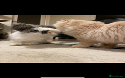 Angora rabbits for sale: Angora and mini lop bonded pair  - Image 2