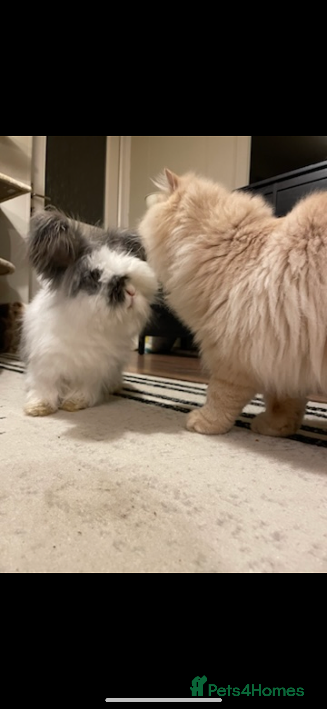 Angora rabbits for sale: Angora and mini lop bonded pair  - Image 2