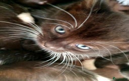 Domestic Shorthair cats for sale: Black and White Kittens For Sale - Image 8