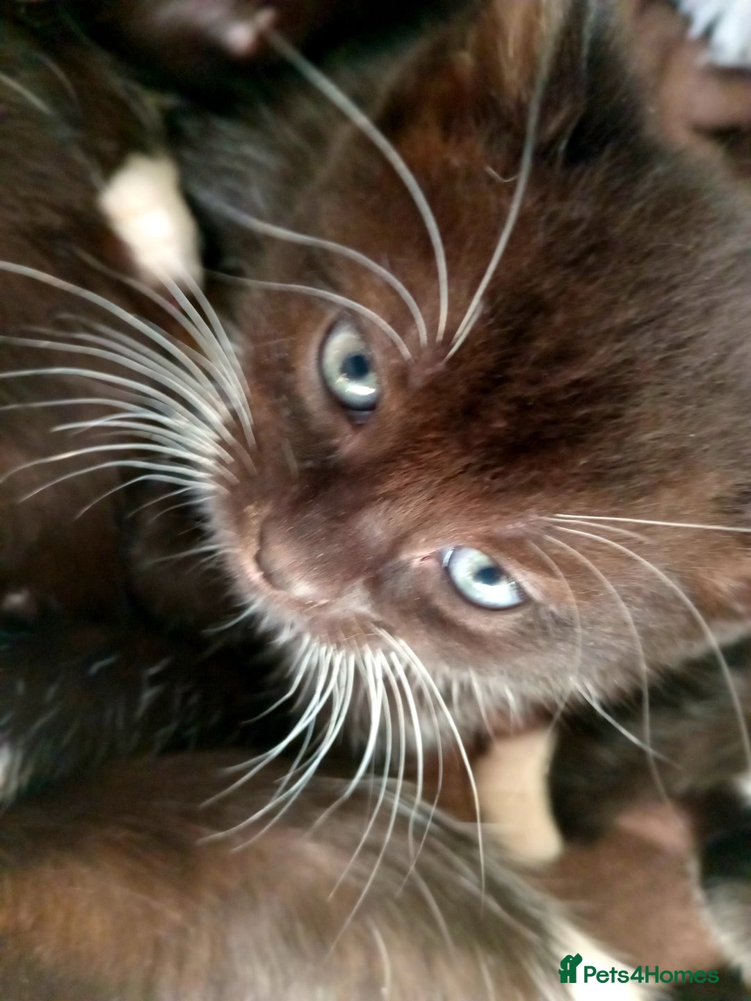 Domestic Shorthair cats for sale: Black and White Kittens For Sale - Image 8
