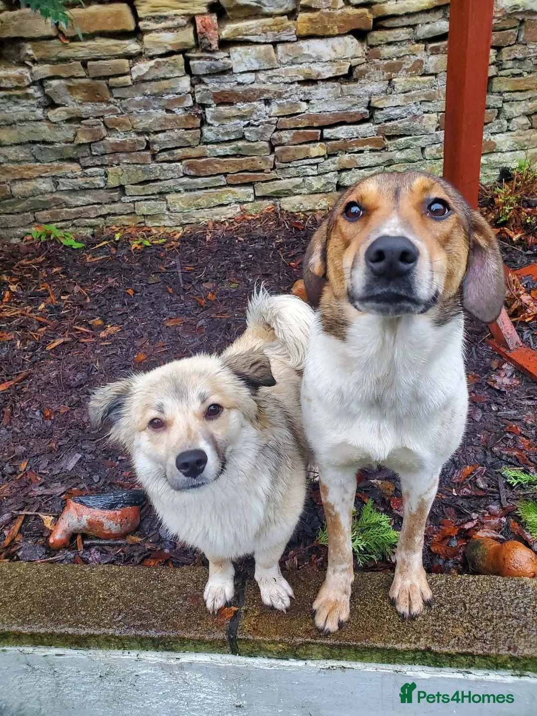 Mixed Breed dogs for adoption: Meet Nell, currently residing in Yorkshire  - Advert 2