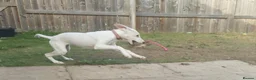Mixed Breed dogs for sale: Absolutely beautiful almost pure Saluki girl  in Barnsley - Advert 6