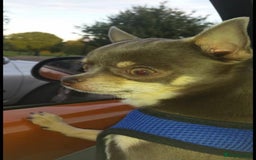 Chihuahua dogs for sale: Stunning smooth coat chihuahua puppies  - Image 22