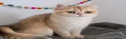 British Shorthair cats for sale: Stunning Golden Kittens  in Chesterfield - Advert 8