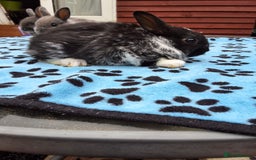 Netherland Dwarf rabbits for sale: 3 Netherland Dwarf bunnies ready 4 forever homes  - Image 9