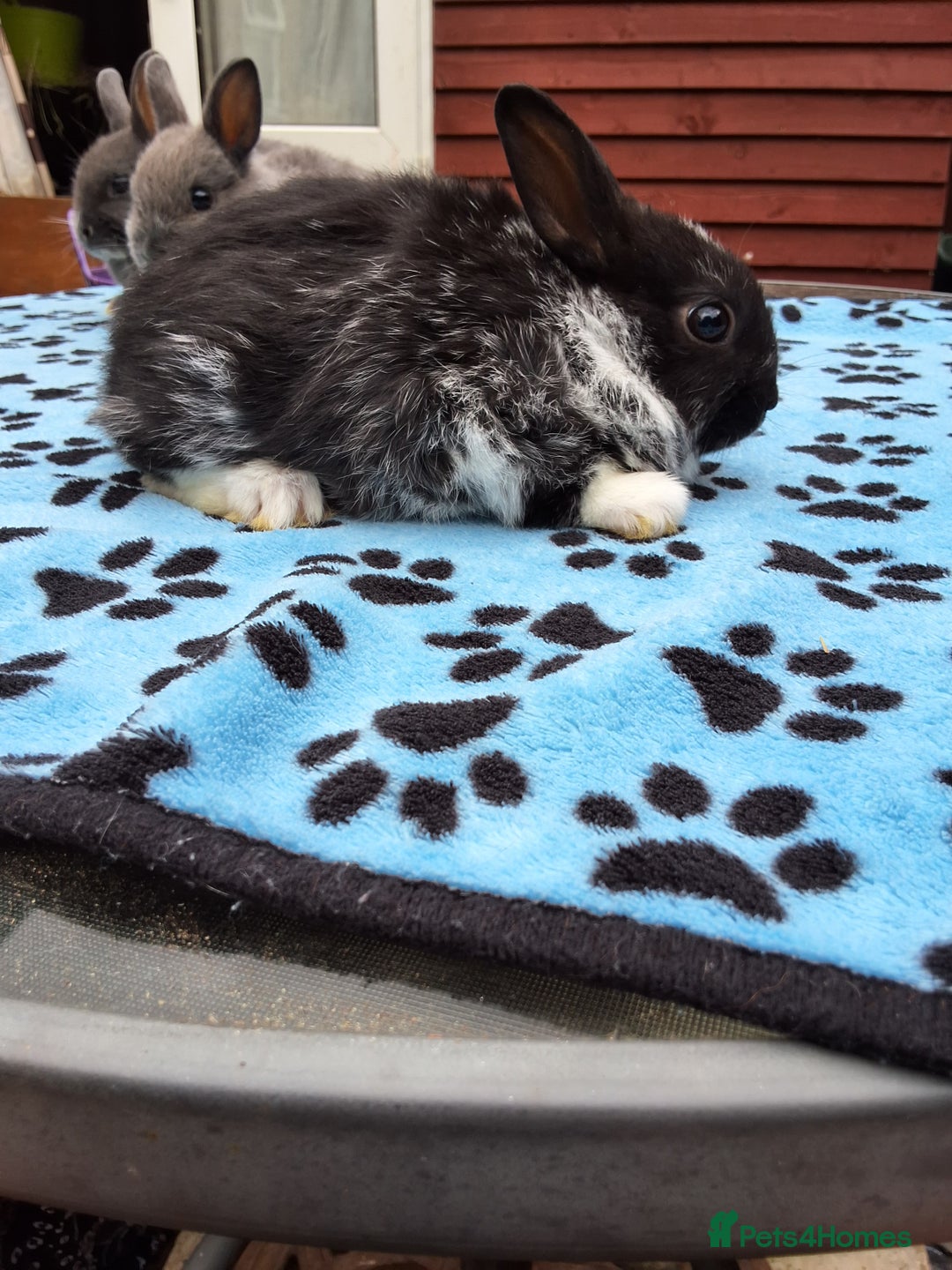 Netherland Dwarf rabbits for sale: 3 Netherland Dwarf bunnies ready 4 forever homes  - Image 9