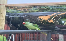 Parakeets birds for sale: Parrot  - Image 1