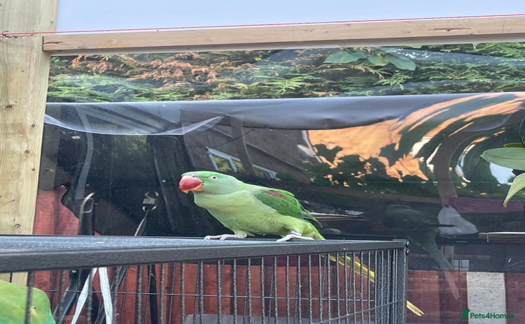 Parakeets birds - Advert 16