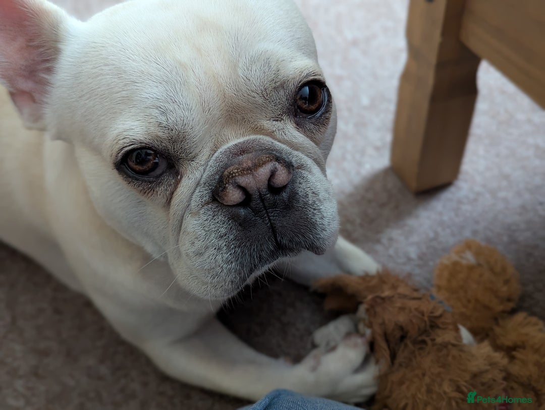 French Bulldog dogs for sale: French Bulldog needs Home - Image 6