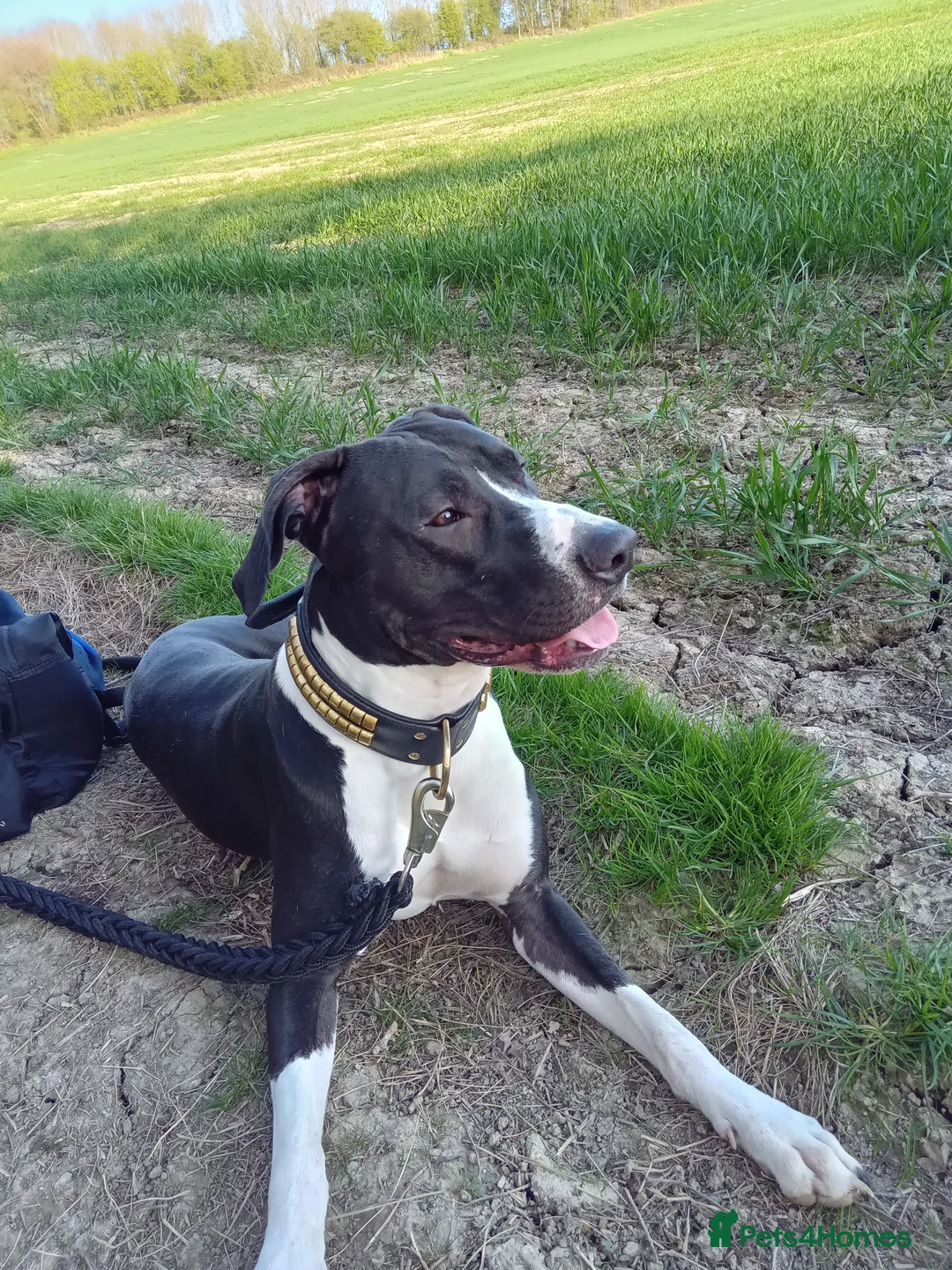 Lurcher dogs for stud: Lurcher for stud - Advert 1