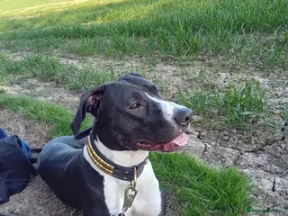 Lurcher dogs Lurcher for stud - Advert 1