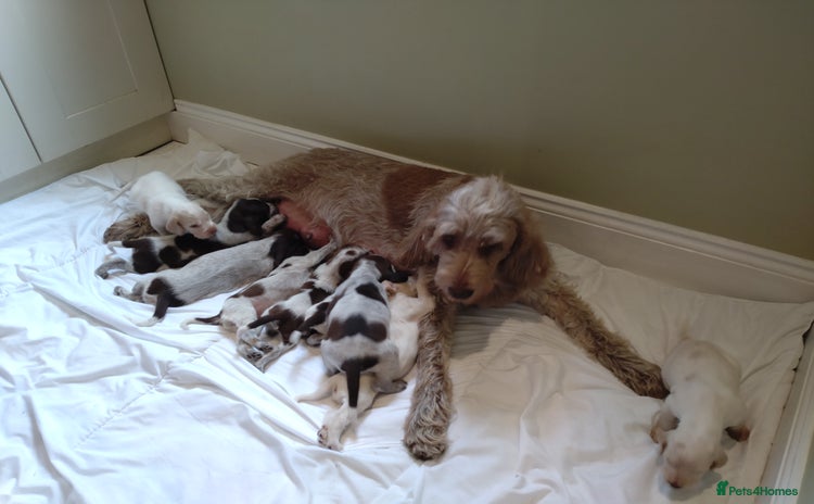 Italian Spinone dogs - Advert 1
