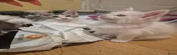 Maine Coon cats for sale: Maine coon baby floofs - Advert 9
