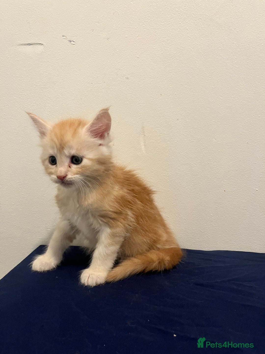 Maine Coon cats for sale: Gorgeous Maine Coons for sale  - Image 5