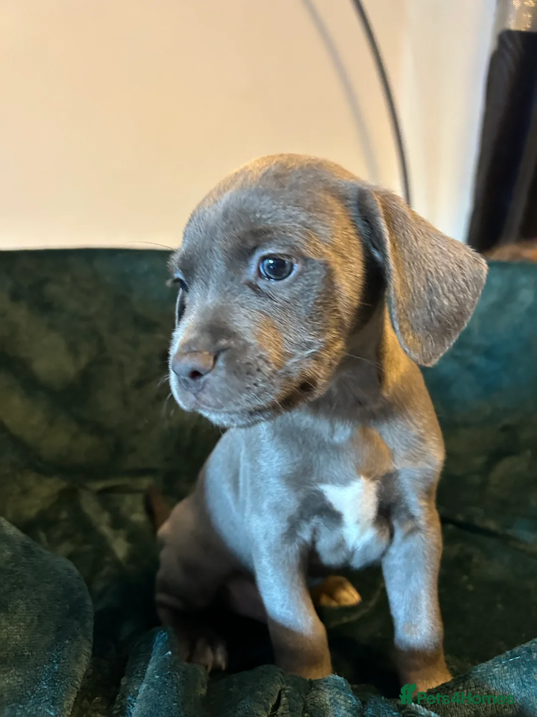 Mixed Breed dogs for sale:  Mixed breed cockerbull x  - Advert 11